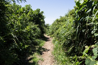 虫刺され