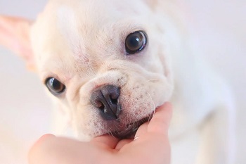犬ちゃんは何故顔を舐めるのだろうか…