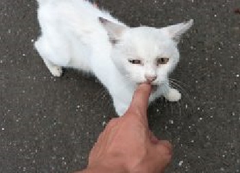 噛まれてしまったら？？