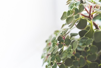 ペットちゃんと観葉植物