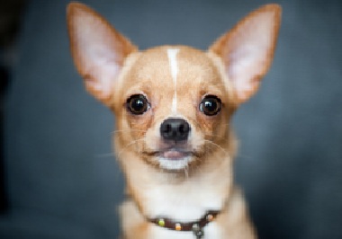 犬ちゃんの白内障について