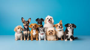 犬の歴史　～どこで産まれどこから私達の元へ来ることになったのか～