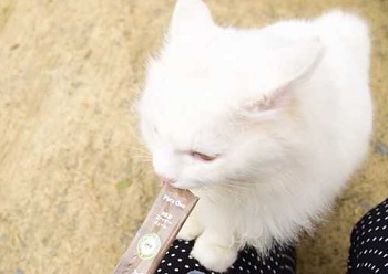 与えていけない食べ物　猫ちゃん編