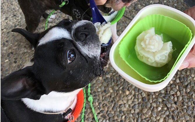 与えていけない食べ物　ワンちゃん編