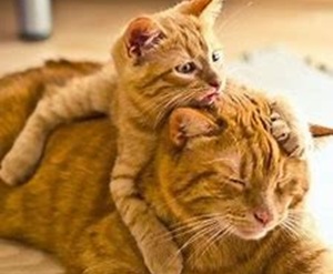 高齢化の猫ちゃんについて