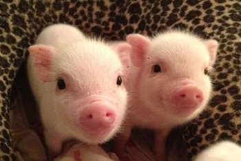 ミニブタとの暮らしについて～まだまだ少ないミニブタと一緒の生活～