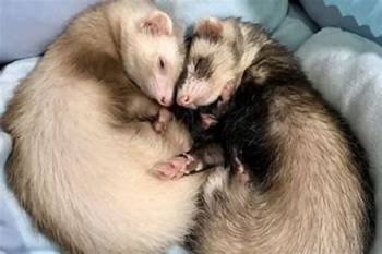 フェレットの歴史～どこで生まれてどこから私達の元へ来ることになったのか～