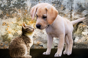 ワンちゃんネコちゃんから見た世界