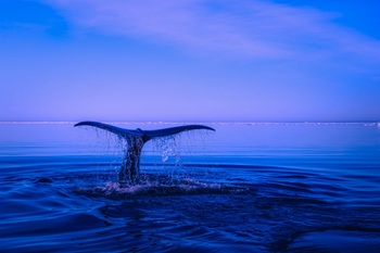 海の生き物たち