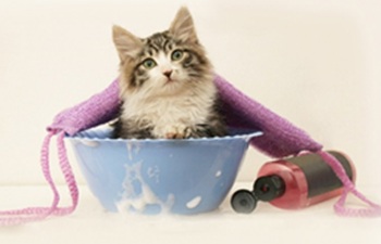 猫のシャンプー　～猫ちゃんにとってのシャンプーとは～