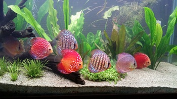 ペットとしての魚の歴史　～筆者飼育魚編～