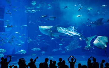 水族館の魅力