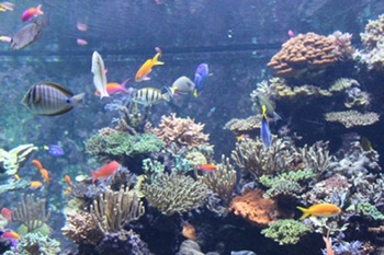 ペットとしての魚の歴史　～淡水熱帯魚編～